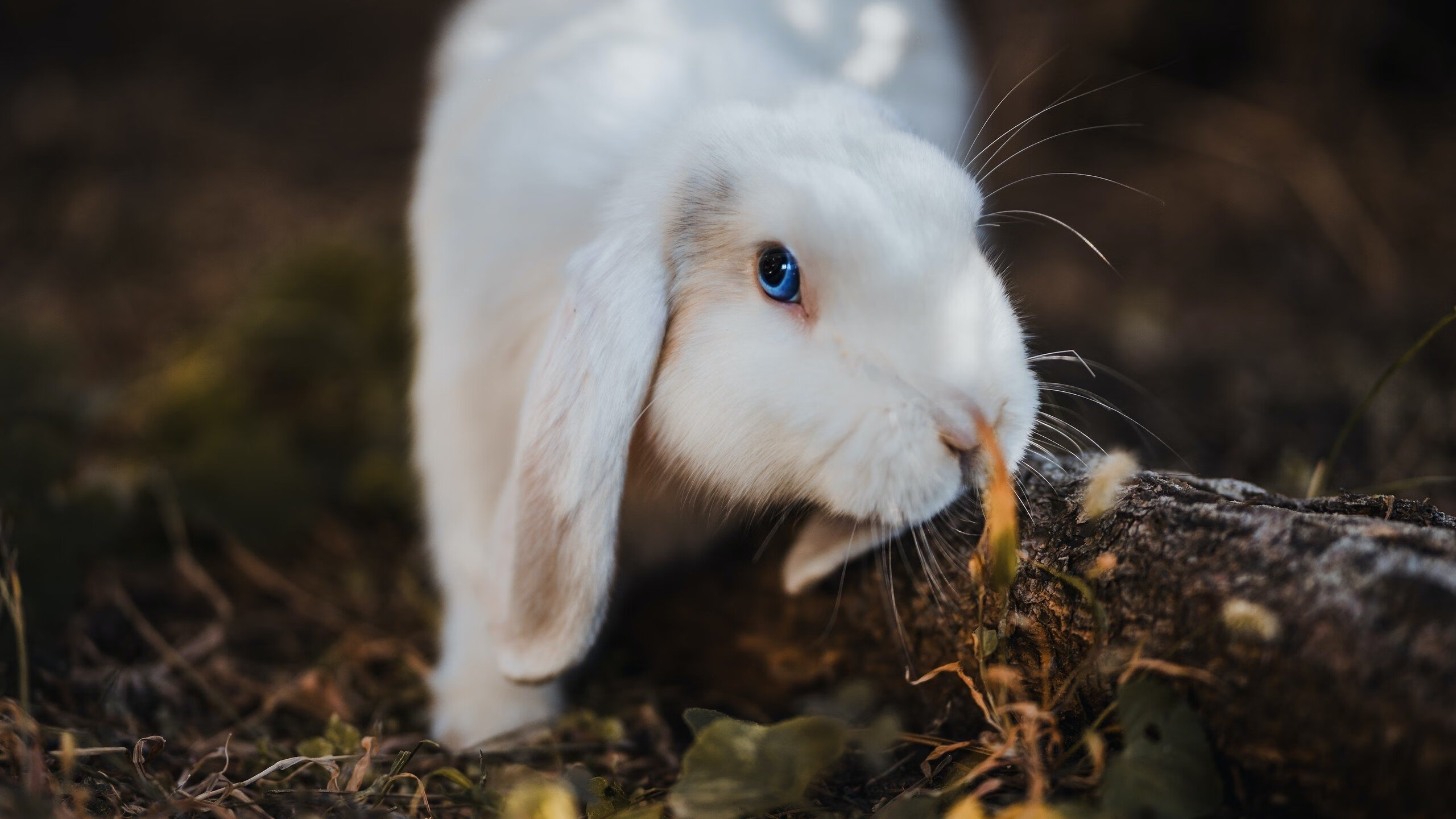 基于云计算的足球数据分析平台正式上线,提升比赛解读深度,足球大数据分析系统