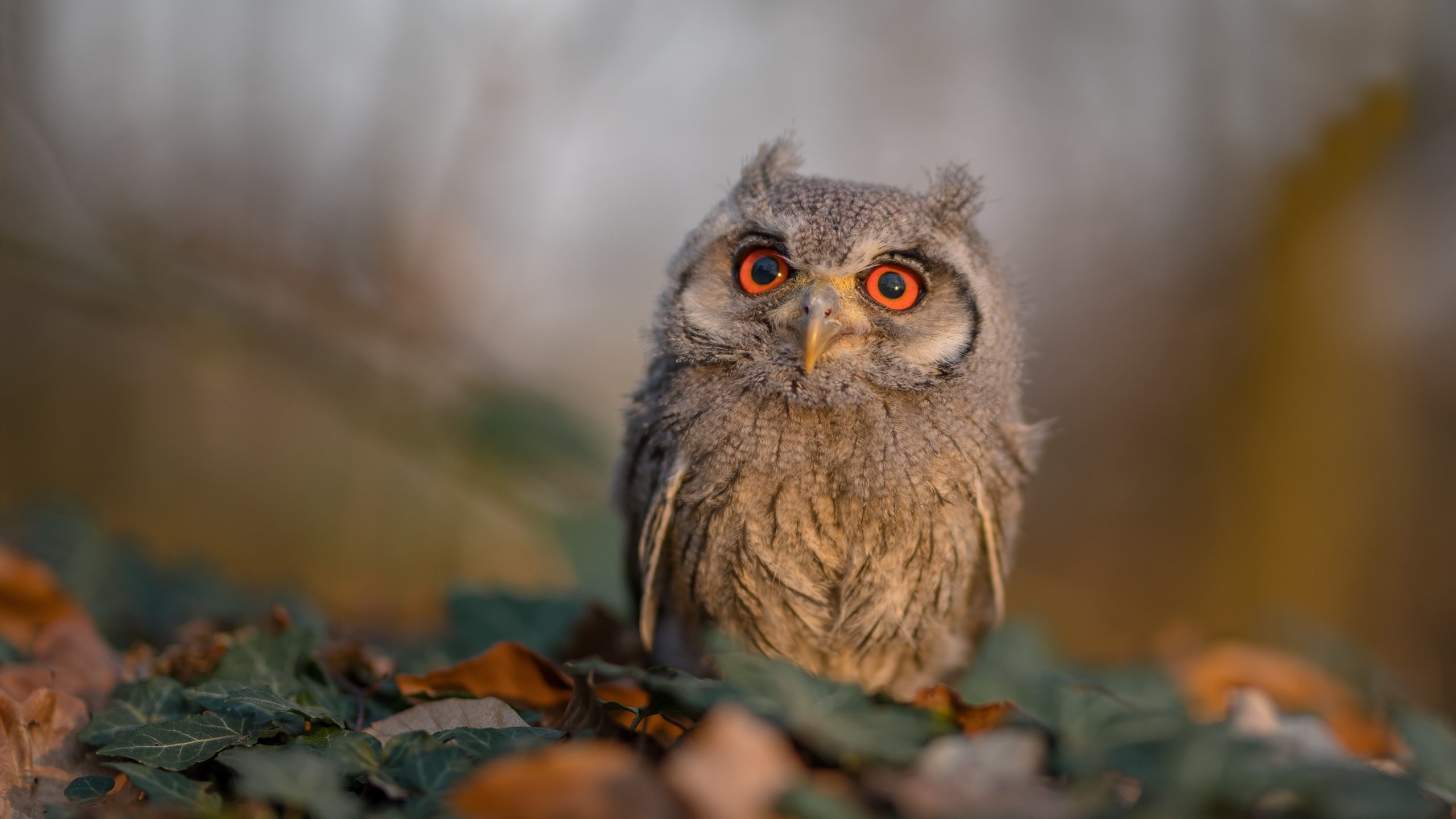 法甲俱乐部新资源整合方案，法甲各俱乐部之间的关系