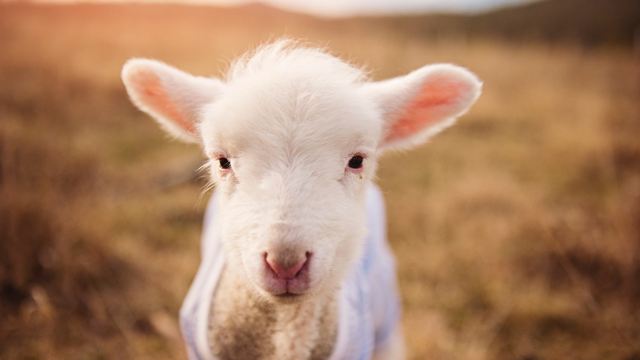 跳水决赛突尼斯男将冲击奖牌,2016跳水视频