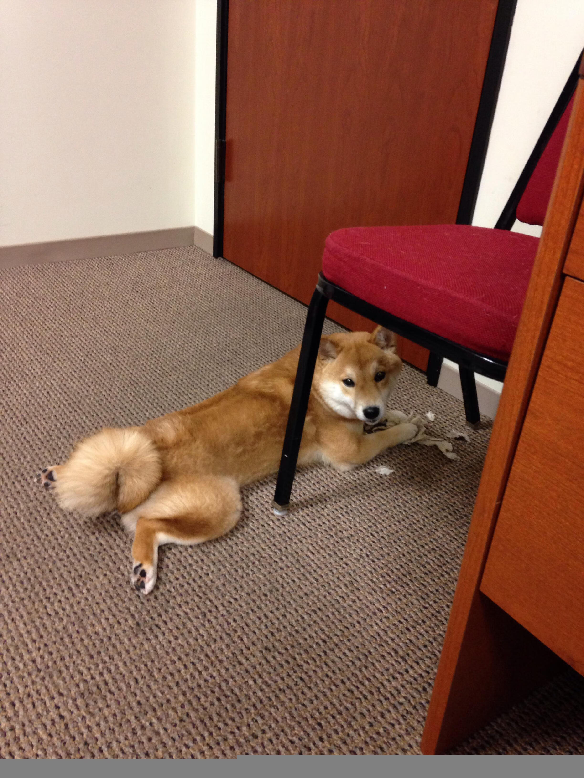 马修·图穆亚带领袋鼠队加强攻守转换,提升全队表现