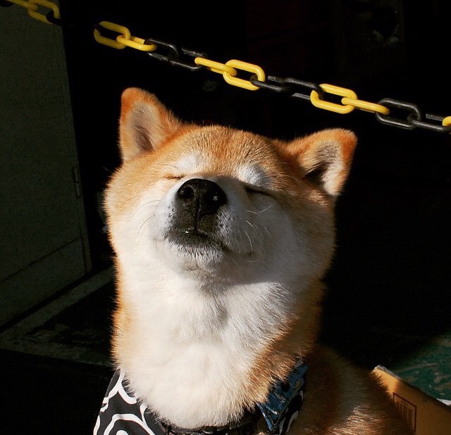 开云·Kaiyun网页版-麦金托什女子800米自由泳表现无懈可击，加拿大游泳运动员麦金托什